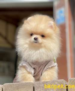 Pomeranian Boo Teddy Bear Yavrularımız 5