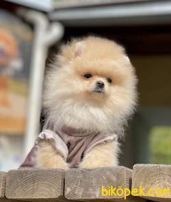 Pomeranian Boo Teddy Bear Yavrularımız 1