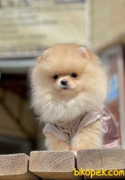 Pomeranian Boo Teddy Bear Yavrularımız 3