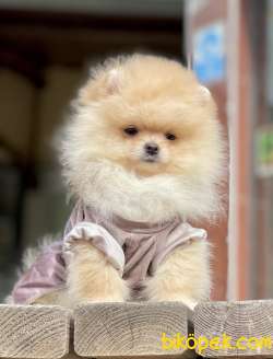 Pomeranian Boo Teddy Bear Yavrularımız 4