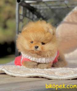 Pomeranian Boo Teddy Bear Yavrularımız 2