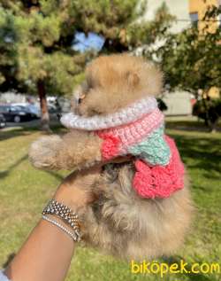 Pomeranian Boo Teddy Bear Yavrularımız 5