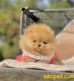 Pomeranian Boo Teddy Bear Yavrularımız 3