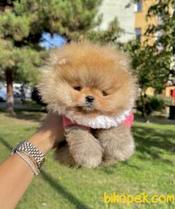 Pomeranian Boo Teddy Bear Yavrularımız 1