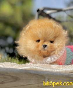 Pomeranian Boo Teddy Bear Yavrularımız 4