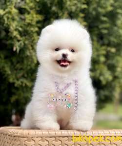 Pomeranian Boo Teddy Bear Yavrularımız 2