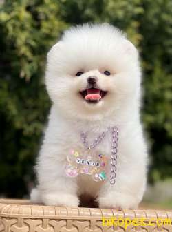 Pomeranian Boo Teddy Bear Yavrularımız 4