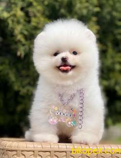 Pomeranian Boo Teddy Bear Yavrularımız 3