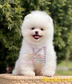 Pomeranian Boo Teddy Bear Yavrularımız 5