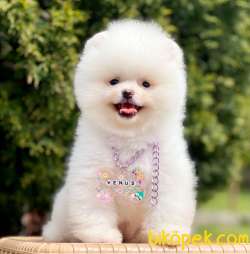 Pomeranian Boo Teddy Bear Yavrularımız 1