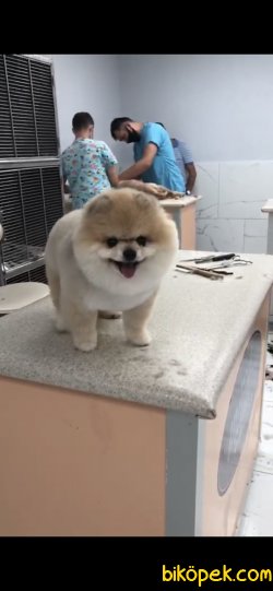 Pomeranian Boo Teddy Bear Yetişkin 4