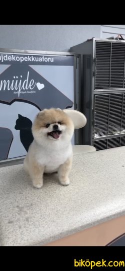 Pomeranian Boo Teddy Bear Yetişkin 5