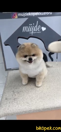 Pomeranian Boo Teddy Bear Yetişkin 3