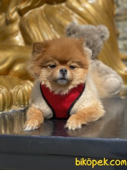 Pomeranian Boo Teddy Bear Yetişkin Eğitimli 3