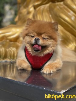 Pomeranian Boo Teddy Bear Yetişkin Eğitimli 2