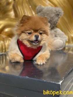 Pomeranian Boo Teddy Bear Yetişkin Eğitimli 1