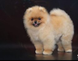 POMERANİAN BOO TEDDY BEAR YETİŞKİNLER 1