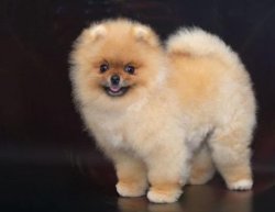 POMERANİAN BOO TEDDY BEAR YETİŞKİNLER 2