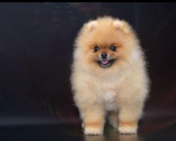 POMERANİAN BOO TEDDY BEAR YETİŞKİNLER 3