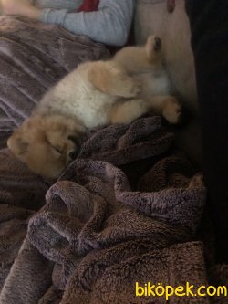 Pomeranian Boo Teddy Face 3