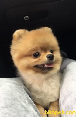Pomeranian Boo Teddy Face 2