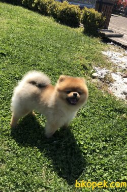 Pomeranian Boo Teddy Face 1