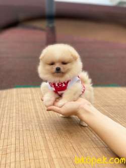 Pomeranian Boo Teddy Face Dişi Yavrumuz 4