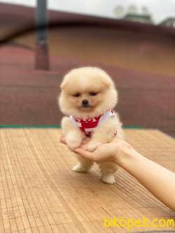 Pomeranian Boo Teddy Face Dişi Yavrumuz 3