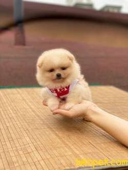 Pomeranian Boo Teddy Face Dişi Yavrumuz 1