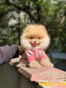 Pomeranian Boo  Teddy Face Dişi Yavrumuz 2