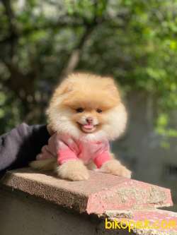 Pomeranian Boo  Teddy Face Dişi Yavrumuz 3