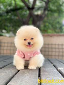 Pomeranian Boo Teddy Face Dişi Yavrumuz 1
