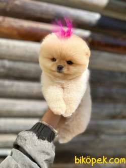 Pomeranian Boo Teddy Face Dişi Yavrumuz 4