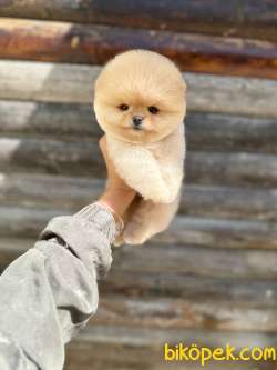 Pomeranian Boo Teddy Face Dişi Yavrumuz 3