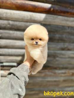 Pomeranian Boo Teddy Face Dişi Yavrumuz 2