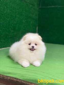 Pomeranian Boo Teddy Face Mini Ayıcık Yavrumuz