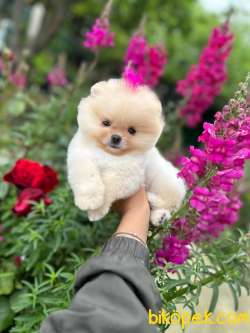 Pomeranian Boo Teddy Face Mini Ayıcık Yavrumuz 1