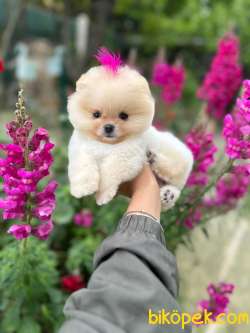 Pomeranian Boo Teddy Face Mini Ayıcık Yavrumuz 4