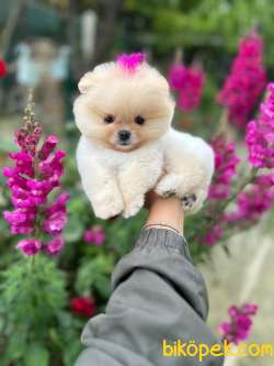 Pomeranian Boo Teddy Face Mini Ayıcık Yavrumuz 3