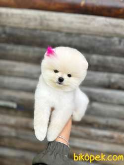 Pomeranian Boo Teddy Face Mini Dişi Ayıcık Yavrumuz 3