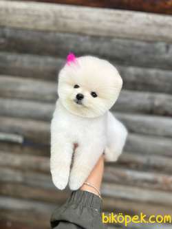 Pomeranian Boo Teddy Face Mini Dişi Ayıcık Yavrumuz 4