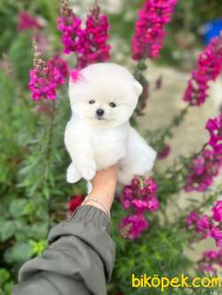 Pomeranian Boo Teddy Face Mini Dişi Ayıcık Yavrumuz