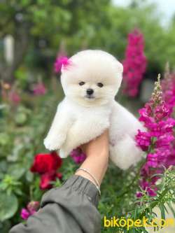 Pomeranian Boo Teddy Face Mini Dişi Ayıcık Yavrumuz 5