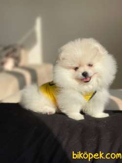 Pomeranian Boo Teddy Face Mini Dişi Yavrumuz 4