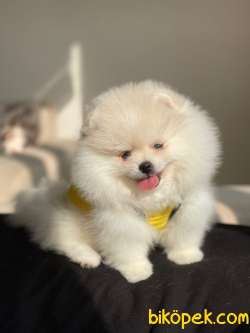 Pomeranian Boo Teddy Face Mini Dişi Yavrumuz 5