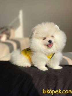 Pomeranian Boo Teddy Face Mini Dişi Yavrumuz 1