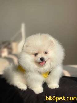 Pomeranian Boo Teddy Face Mini Dişi Yavrumuz 3