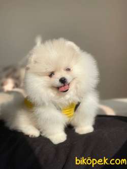 Pomeranian Boo Teddy Face Mini Dişi Yavrumuz 2