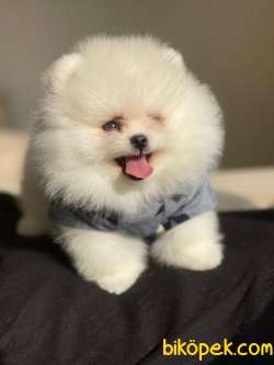 Pomeranian Boo Teddy Face Mini Erkek Yavrumuz 2