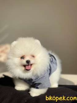 Pomeranian Boo Teddy Face Mini Erkek Yavrumuz 5